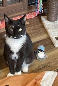 Domestic Short Hair Cats Available for Adoption in Westminster, Maryland - EVEREST | PetCurious