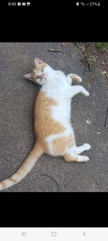 Fred -  Domestic Short Hair Cat for Adoption in Cromwell, Kentucky - Fred | PetCurious