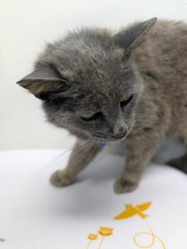 Domestic Short Hair Cats Available for Adoption in West Chester, Pennsylvania - Smokie | PetCurious