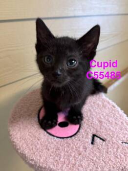 Cupid -  Domestic Short Hair Cat for Adoption in Clarksville, Tennessee - Cupid | PetCurious