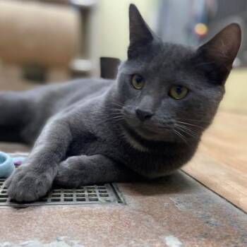 Harvey -  Domestic Short Hair Cat for Adoption in Wheaton, Illinois - Harvey | PetCurious