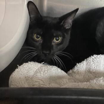 Alonzo -  Domestic Short Hair Cat for Adoption in Lakeland, Florida - Alonzo | PetCurious