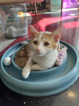 Rescue Domestic Short Hair Cats for Adoption in Cincinnati, Ohio - Eggbert | PetCurious