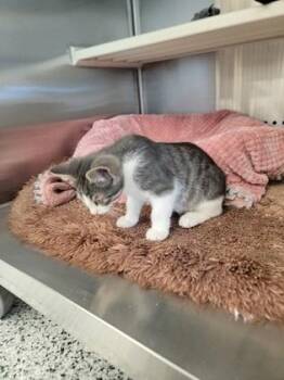 Figgy -  Domestic Short Hair Cat for Adoption in Fergus Falls, Minnesota - Figgy | PetCurious