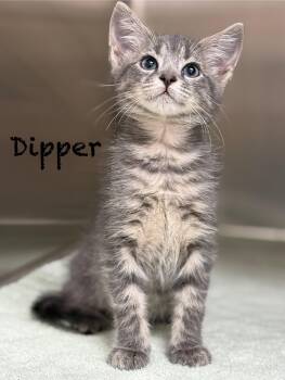 Domestic Short Hair Cats Available for Adoption in Pawleys Island, South Carolina - Dipper | PetCurious