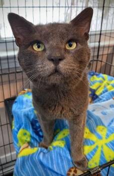 Domestic Short Hair Cats Available for Adoption - Stanton | PetCurious