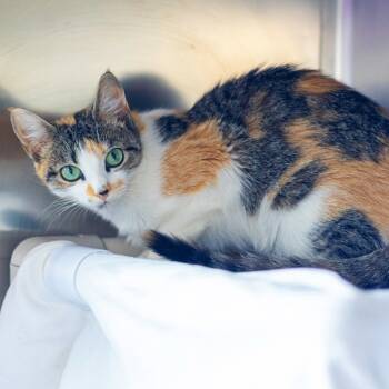 Rescue Domestic Short Hair Cats for Adoption in Wilmington, Delaware - Jeannie Gold | PetCurious