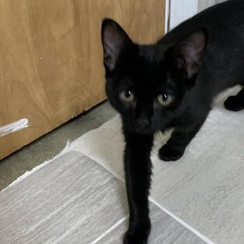 Katniss -  Domestic Short Hair Cat Available for Adoption in Franklin, North Carolina - Katniss | PetCurious