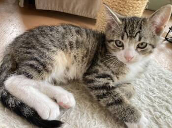 Rescue Domestic Short Hair Cats for Adoption in Bonita Springs, Florida - Pecan | PetCurious
