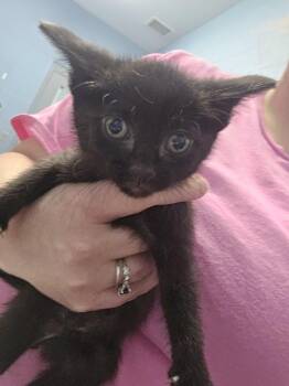 IGA -  Domestic Short Hair Cat for Adoption in Evansville, Indiana - IGA | PetCurious