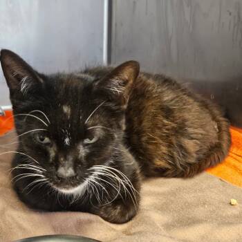 Rescue Domestic Short Hair Cats for Adoption in Gloucester, Virginia - Rotunda | PetCurious