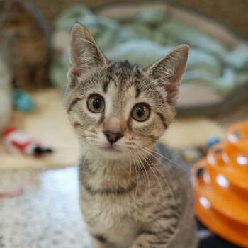 Domestic Short Hair Cats Available for Adoption in Aiken, South Carolina - Twinkie 63141 | PetCurious