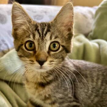 Porsche -  Domestic Short Hair Cat Available for Adoption in Fort Lauderdale, Florida - Porsche | PetCurious