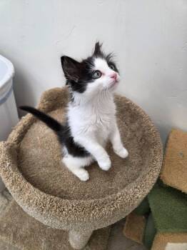 Teddy -  Domestic Medium Hair Cat for Adoption in Roosevelt, Utah - Teddy | PetCurious