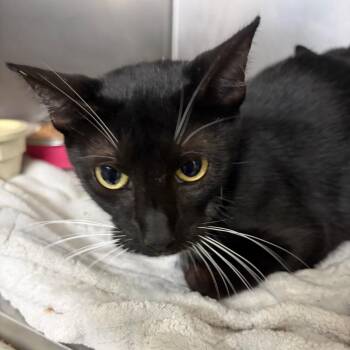 Astrid -  Domestic Short Hair Cat for Adoption in Lake Jackson, Texas - Astrid | PetCurious