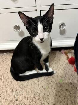 Domestic Short Hair Cats Available for Adoption - Goatee | PetCurious