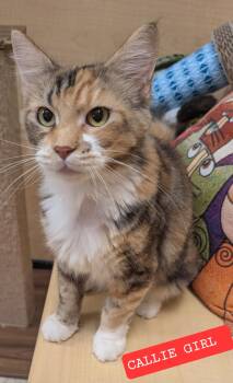 Callie Girl -  Calico and Domestic Long Hair Cat for Adoption in Elgin, South Carolina - Callie Girl | PetCurious