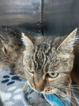61359644 -  Domestic Short Hair Cat for Adoption in El Paso, Texas - 61359644 | PetCurious