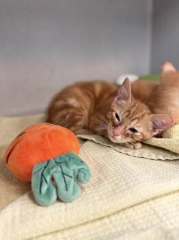 Domestic Short Hair Cats Available for Adoption - BOB | PetCurious