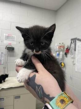 Domestic Short Hair Cats Available for Adoption - Princess Wooliam | PetCurious