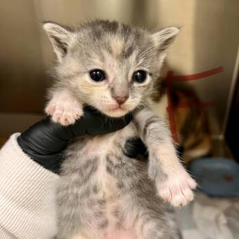 Cedar Tree -  Domestic Short Hair Cat for Adoption in Winston-salem, North Carolina - Cedar Tree | PetCurious