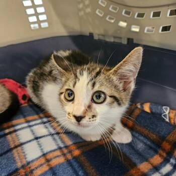 Domestic Short Hair Cats Available for Adoption in Los Angeles, California - Delphia | PetCurious