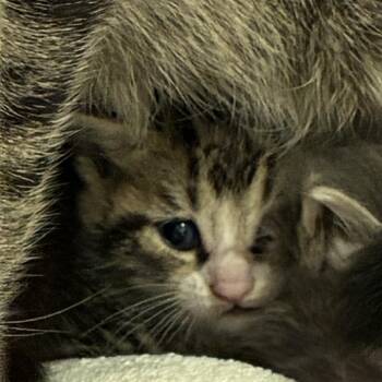 72231 -  Domestic Short Hair Cat for Adoption in Harrisonburg, Virginia - 72231 | PetCurious