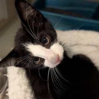 Zucchini -  Domestic Short Hair Cat Available for Adoption in Calverton, New York - Zucchini | PetCurious