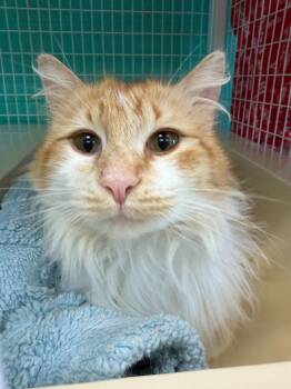 Sherbet -  Domestic Long Hair Cat for Adoption in St. Helens, Oregon - Sherbet | PetCurious