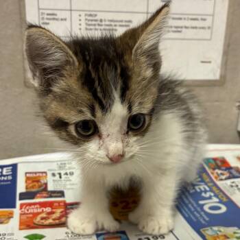 Simon -  Domestic Short Hair Cat Available for Adoption in Yuma, Arizona - Simon | PetCurious