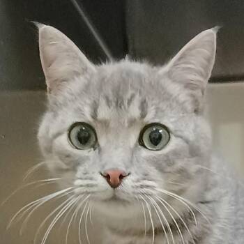 Bruce -  Domestic Short Hair Cat for Adoption in Palestine, Texas - Bruce | PetCurious