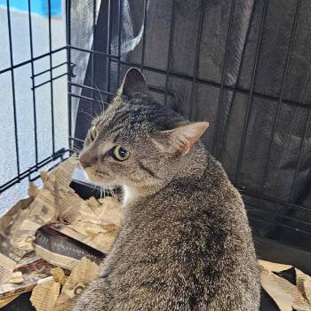 Domestic Short Hair Cats Available for Adoption - Puffy Tat | PetCurious