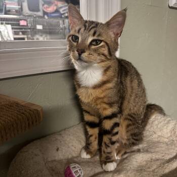 Zen -  Domestic Short Hair Cat Available for Adoption in North East, Maryland - Zen | PetCurious