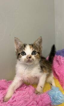 Diana -  Domestic Short Hair Cat for Adoption in Picayune, Mississippi - Diana | PetCurious