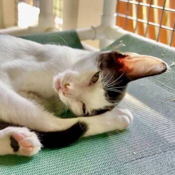 Rescue Domestic Short Hair Cats for Adoption in Honolulu, Hawaii - Domino | PetCurious