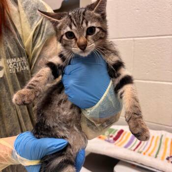 Tiger -  Domestic Short Hair Cat for Adoption in Murray, Utah - Tiger | PetCurious