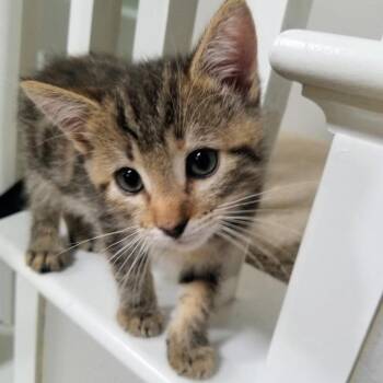 Daffodil -  Domestic Short Hair Cat for Adoption in Tustin, California - Daffodil | PetCurious