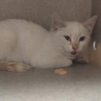 Trinity -  Domestic Short Hair Cat for Adoption in Reno, Nevada - Trinity | PetCurious