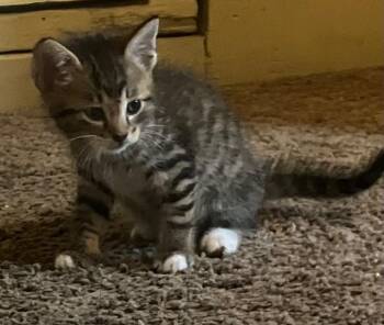 Castor -  Domestic Medium Hair Cat for Adoption in Little Rock, Arkansas - Castor | PetCurious