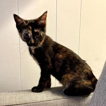 Mera -  American Shorthair and Domestic Short Hair Cat for Adoption in Houston, Texas - Mera | PetCurious