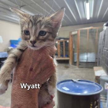 Wyatt -  Domestic Short Hair Cat for Adoption in Madison, Wisconsin - Wyatt | PetCurious