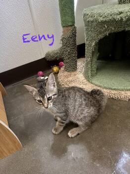 Eeny -  Domestic Short Hair Cat Available for Adoption in Port Lavaca, Texas - Eeny | PetCurious