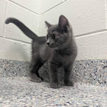 Sammy -  Domestic Short Hair Cat for Adoption in Dayton, Ohio - Sammy | PetCurious