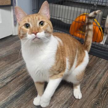 Woody -  Domestic Short Hair Cat for Adoption in Warwick, Rhode Island - Woody | PetCurious