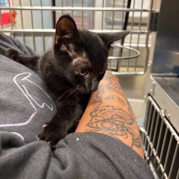 Kahlua 1307 -  Domestic Short Hair Cat for Adoption in Columbus, Georgia - Kahlua 1307 | PetCurious