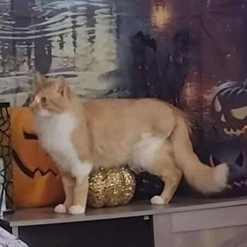 Rescue American Shorthair Cats for Adoption in Yukon, Oklahoma - Lt Dan | PetCurious