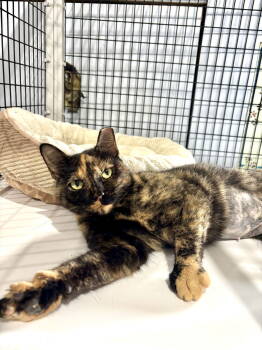 Rescue Domestic Short Hair Cats for Adoption in Camden, South Carolina - Trollette | PetCurious