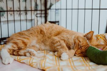 Domestic Short Hair Cats Available for Adoption in Le Mars, Iowa - Willa Mae | PetCurious