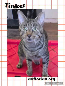 Rescue Tabby and Domestic Short Hair Cats for Adoption in Pensacola, Florida - Tinker | PetCurious