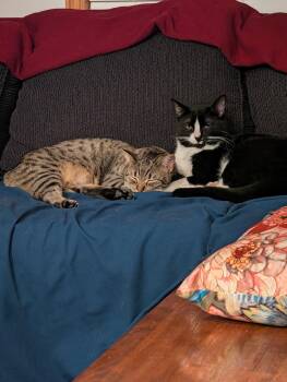 Chip & Spicy -  Domestic Short Hair Cat for Adoption in Howell, Michigan - Chip & Spicy | PetCurious